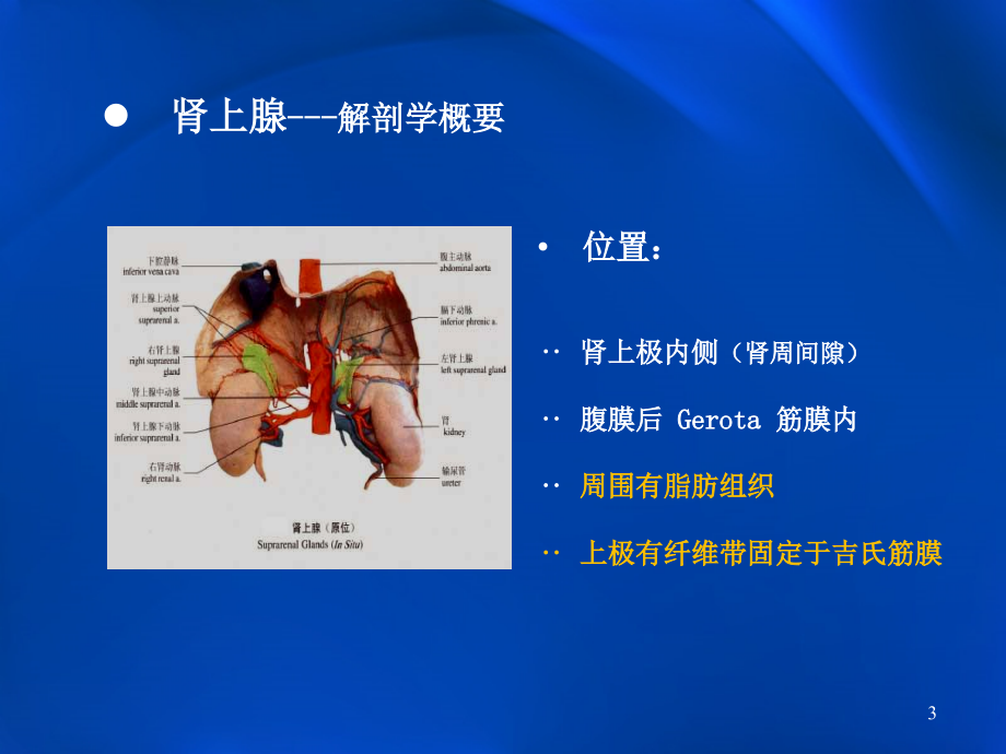 （优质医学）肾上腺常见疾病影像学_第3页