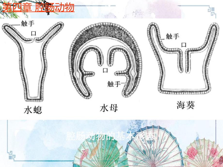 第五章 腔肠动物门(2)【高中生物竞赛 动物学-无脊椎动物】_第3页