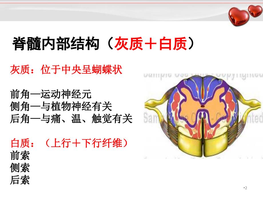 （优质医学）脊髓损伤康复幻灯片_第2页