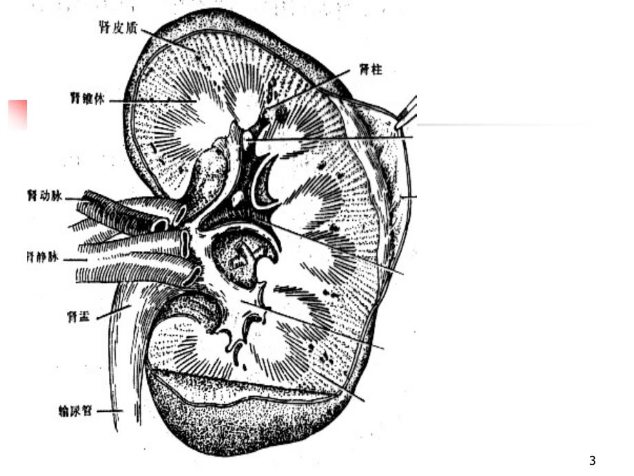（优质医学）肾动态显像_第3页