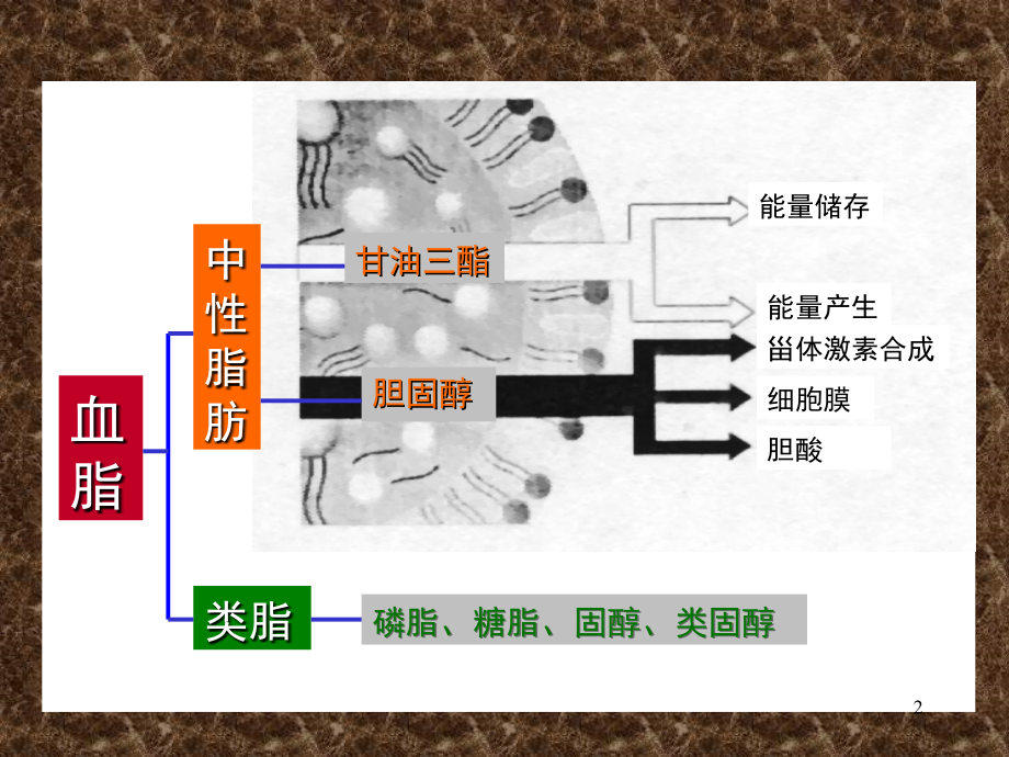 （优质医学）血脂和高脂血症_第2页