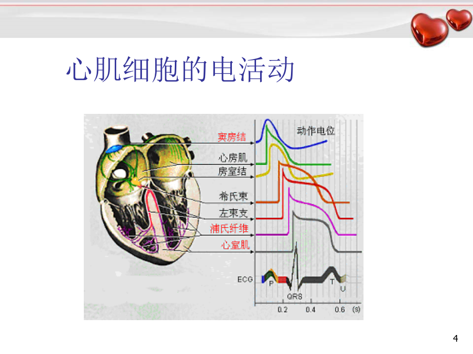 （优质医学）心脏生物电活动_第4页