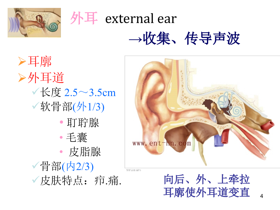 （优质医学）耳解剖及生理_第4页