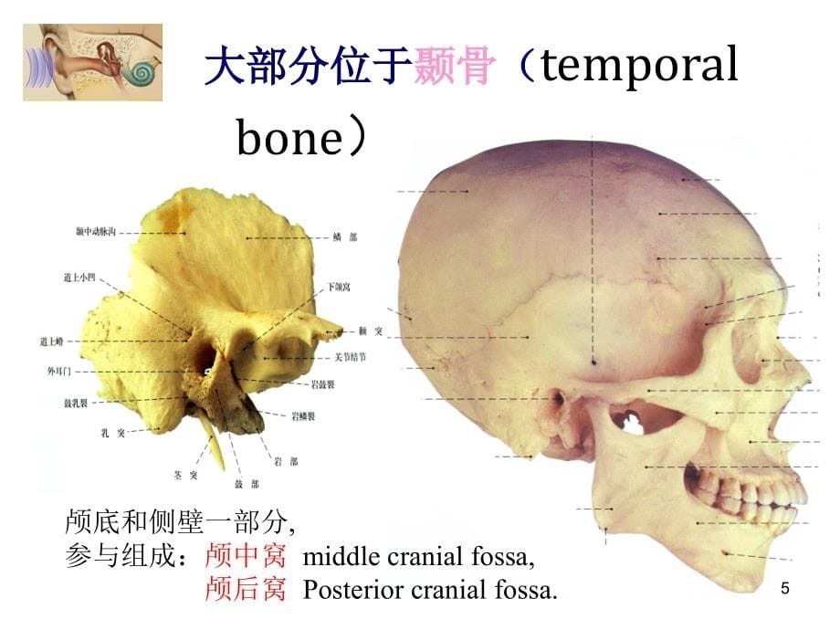 （优质医学）耳解剖及生理_第5页