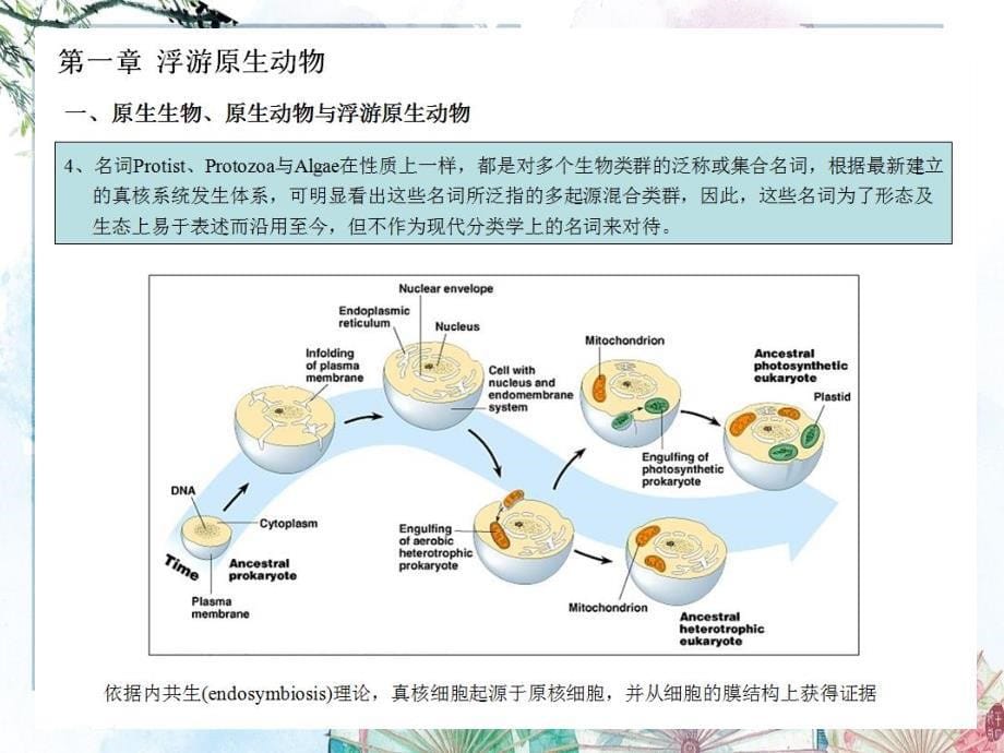 【海洋浮游生物学】8.Protozooplankton (1-23)_第5页