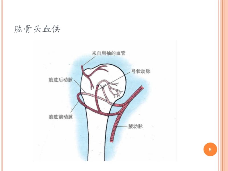 （优质医学）肱骨近端骨折教案_第5页