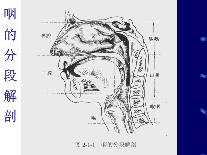 耳鼻喉头颈外科教学课件：咽科学2_第3页