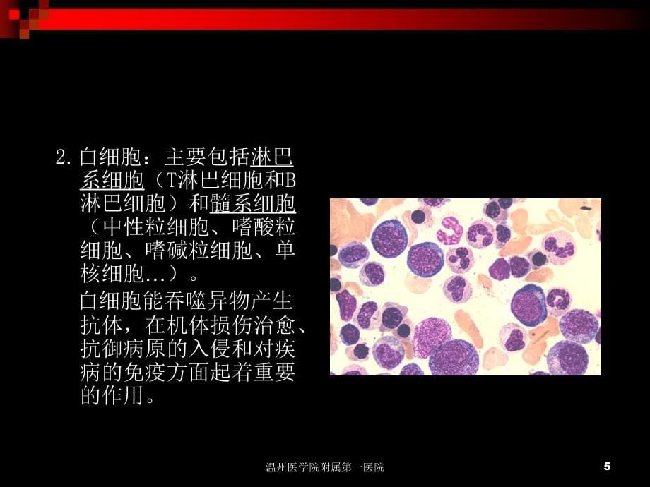 内科学教学课件：血液系统疾病总论_第5页