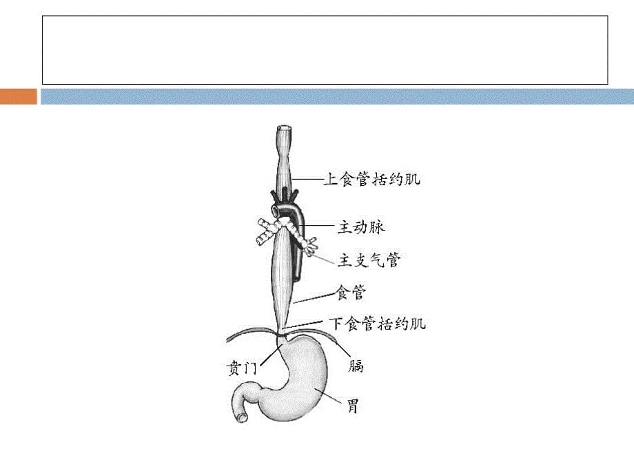 食管术后吻合口瘘的观察及护理PPT课件_第5页