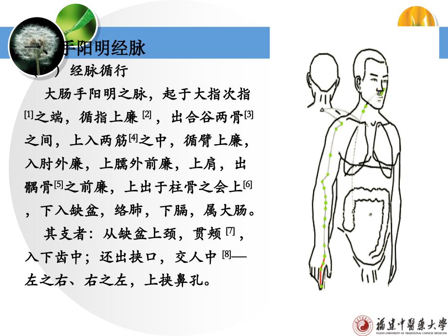 《十二经脉》课件：手阳明大肠经_第4页