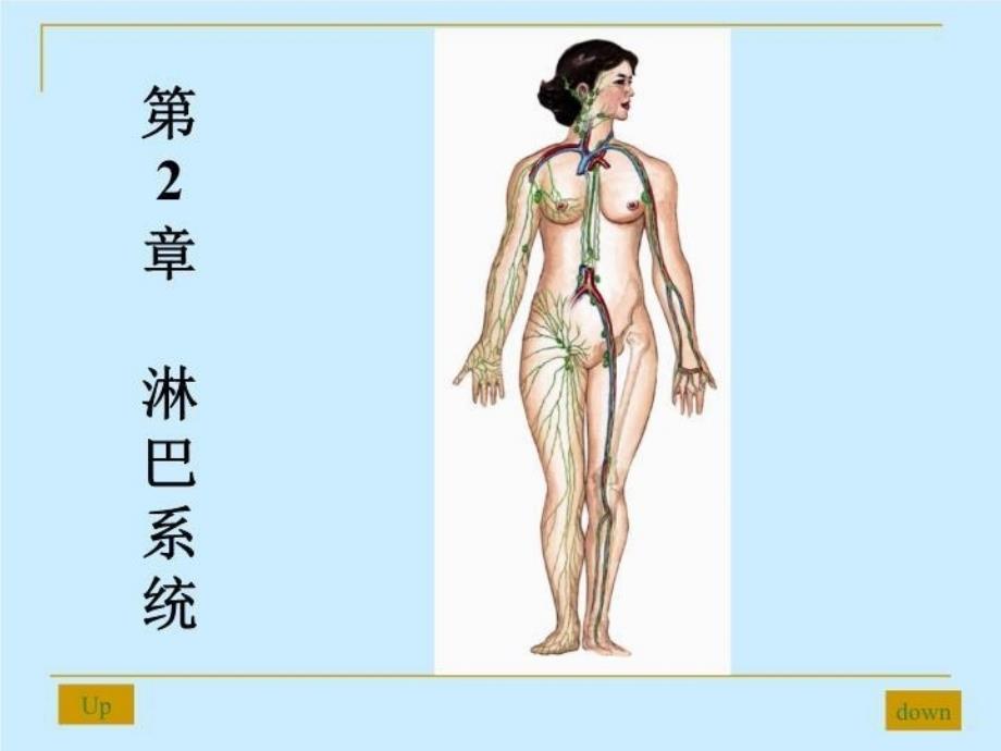 第四讲： 淋巴系统 PPT课件_第3页