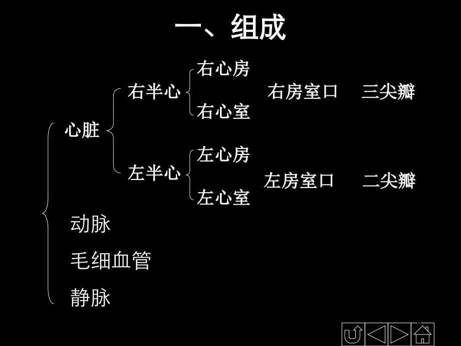 正常人体解剖学——循环系统[整理]_第5页