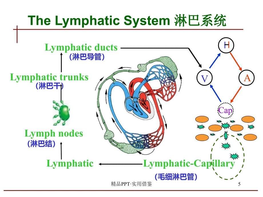 人体淋巴系统[参考]_第5页