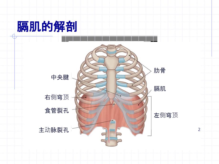 膈肌超声评估PPT课件_2_第2页