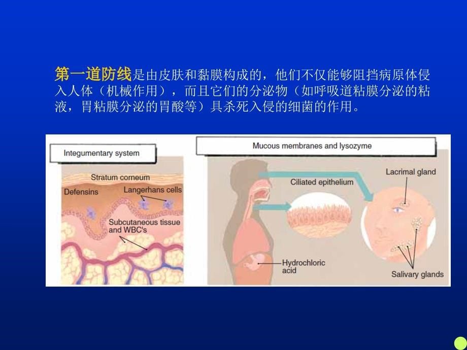 第十一章动物的免疫系统和激素PPT课件_第5页