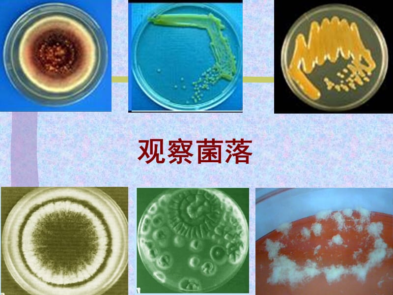 检测不同环境中的细菌和真菌精品课件_第3页
