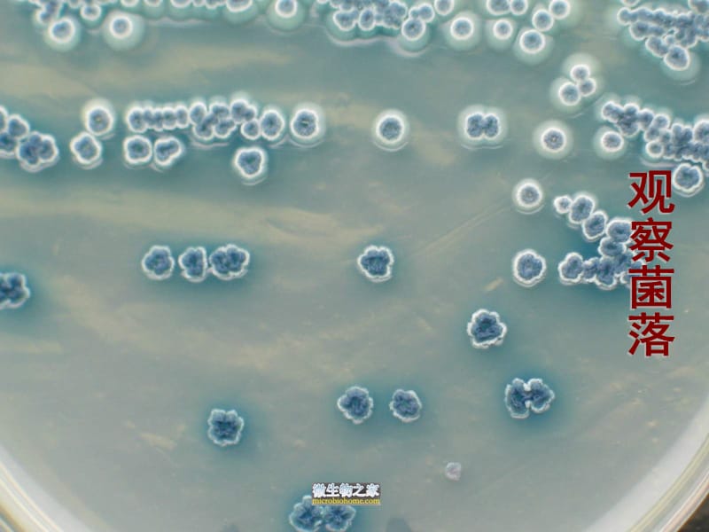 检测不同环境中的细菌和真菌精品课件_第4页