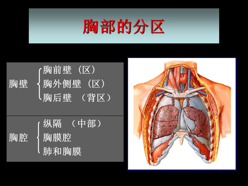 （局部解剖学）第三章胸部（一）PPT课件_第4页