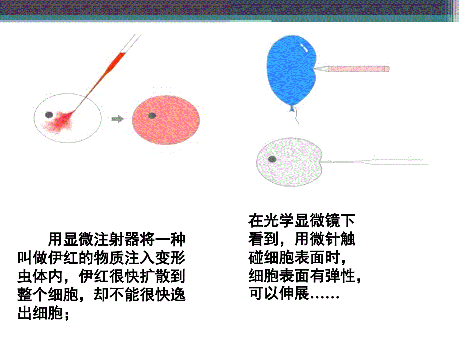 细胞膜系统的边界PPT课件3_第4页