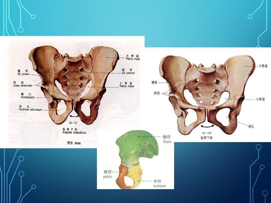 骨盆及周围肌群课件PPT12_第5页