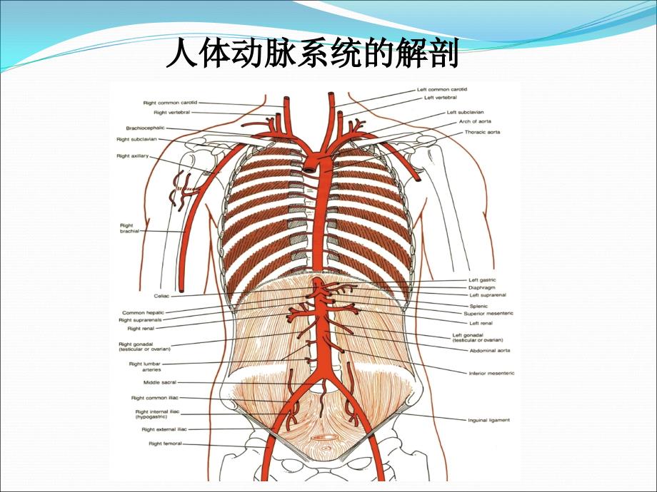 冠脉介入治疗基本知识介绍课件PPT12_第4页