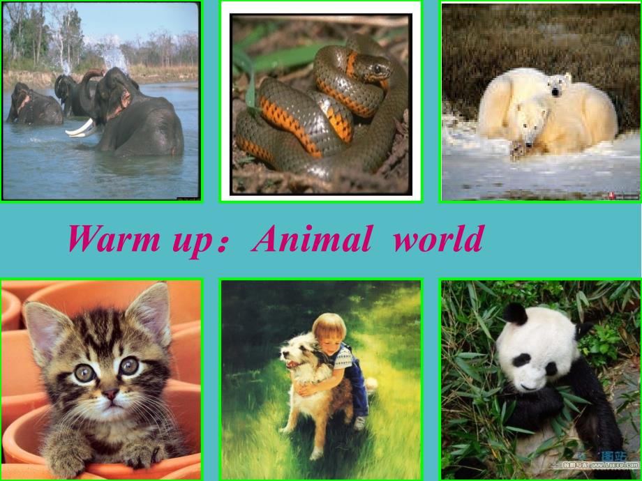 小学外研社六年级英语上册Module 7 unit 2 Pandas love bamboo课件PPT (2)_第2页