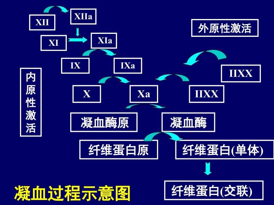 作用于血液及造血系统的药物精编版_第5页