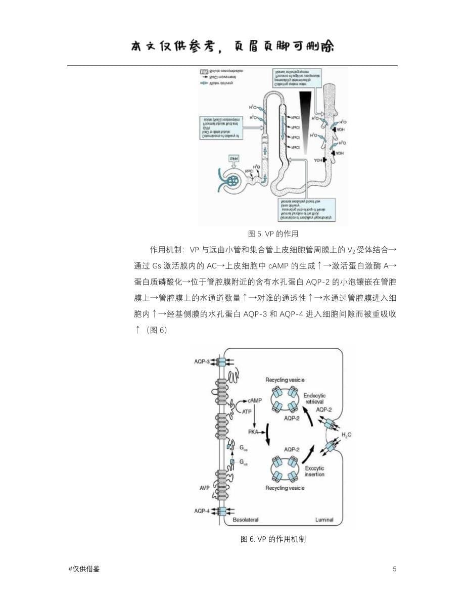 尿生成的影响因素、药物的利尿作用（仅供借鉴）_第5页