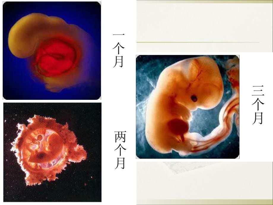 现代孝道正解ppt课件_第5页