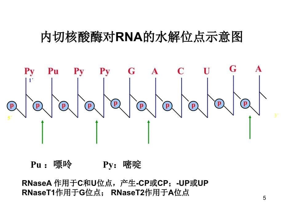 核酸的酶PPT课件_第5页