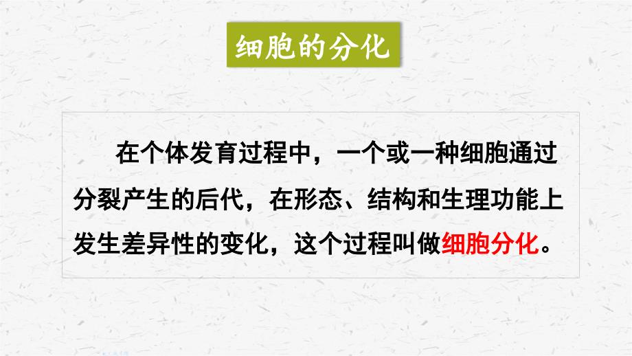 人教版七年级上册生物第二节动物体的结构层次优质课件_第3页