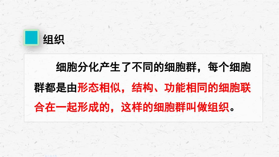 人教版七年级上册生物第二节动物体的结构层次优质课件_第4页