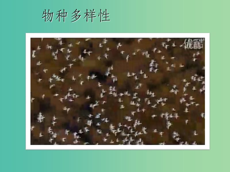 七年级科学上册 3.1《生物物种的多样性》1 华东师大版_第2页