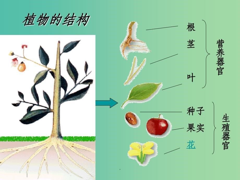 七年级科学上册 2.5《常见的植物》1 浙教版_第5页