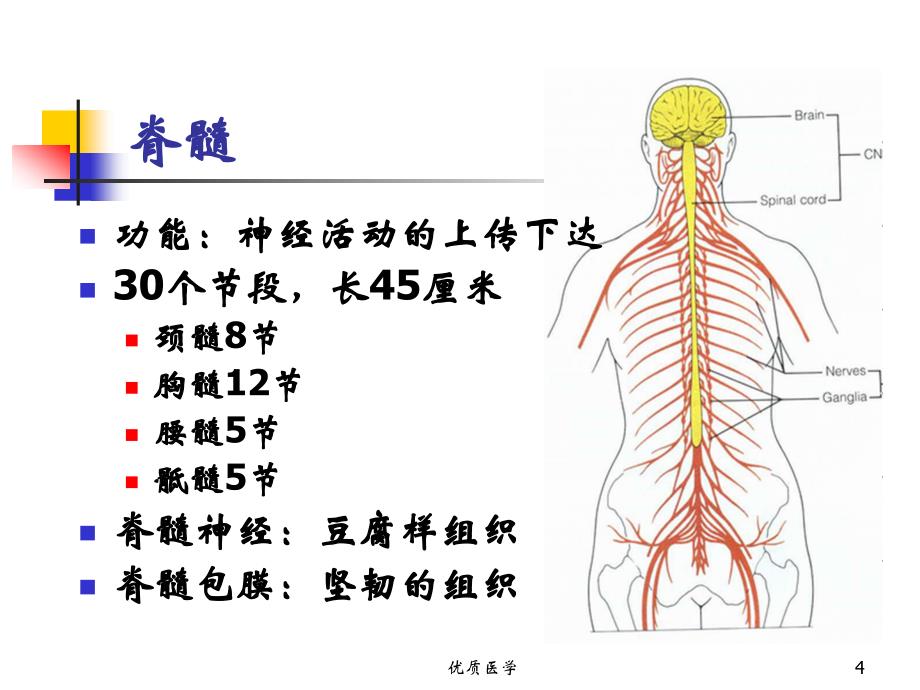 脊髓损伤评定[特选材料]_第4页