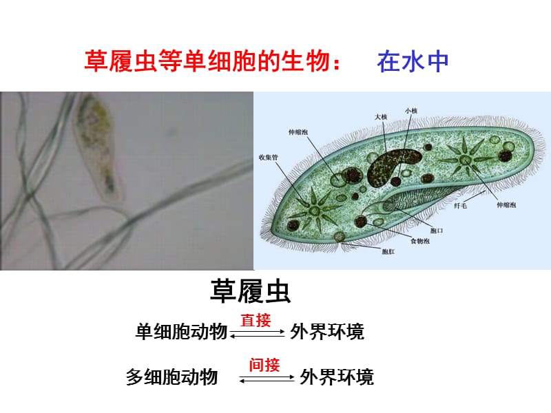 必311人体的内环境与稳态_第3页