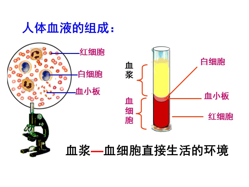 必311人体的内环境与稳态_第5页