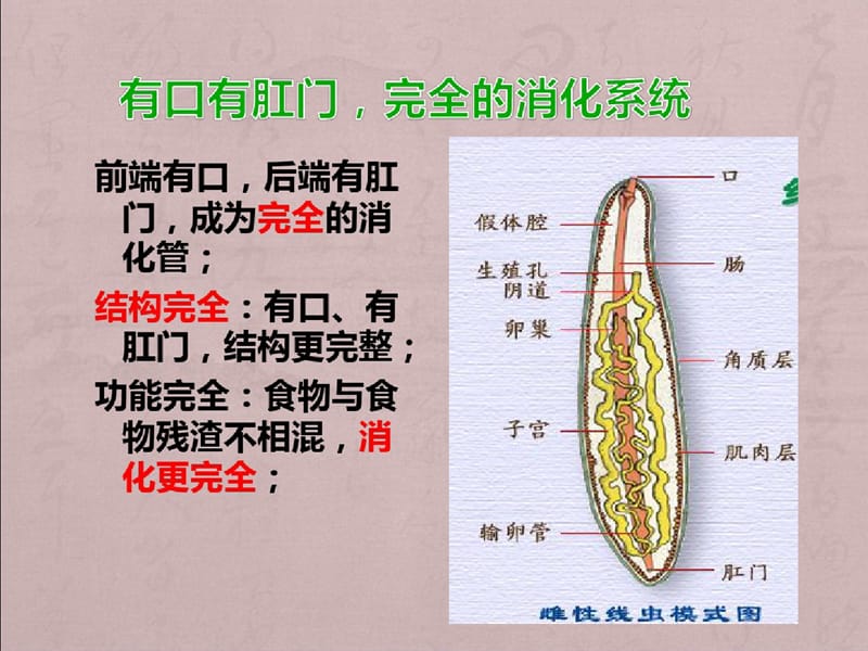 人教版八年级生物上册《第一章_第二节_线形动物和环节动物》课件5-完整版_第5页