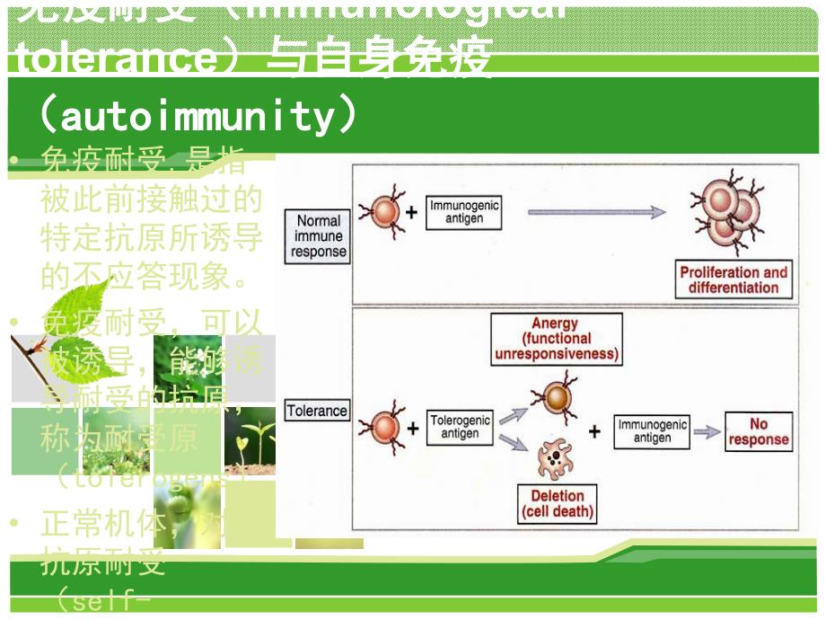 免疫学 第12章 移植免疫 自身免疫和肿瘤免疫PPT课件012_第3页