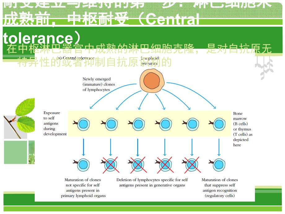 免疫学 第12章 移植免疫 自身免疫和肿瘤免疫PPT课件012_第4页