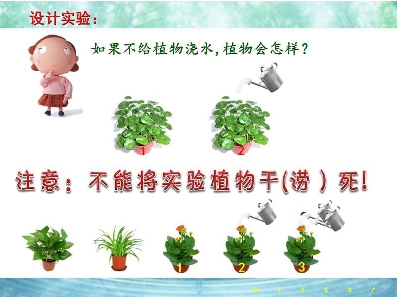 青岛版二年级科学上册《植物和水》课件_第5页