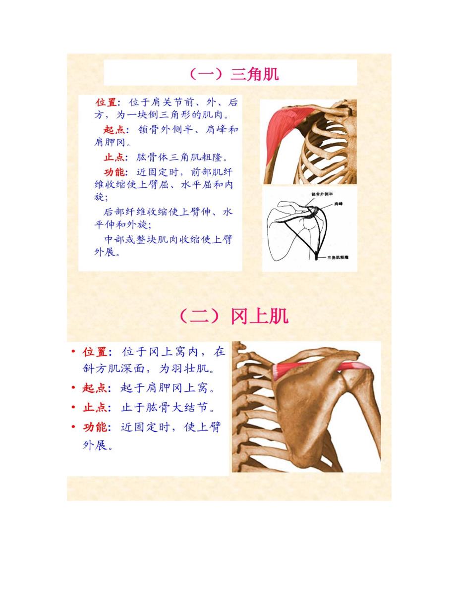 人体解剖骨骼肌上肢肌解读_第2页