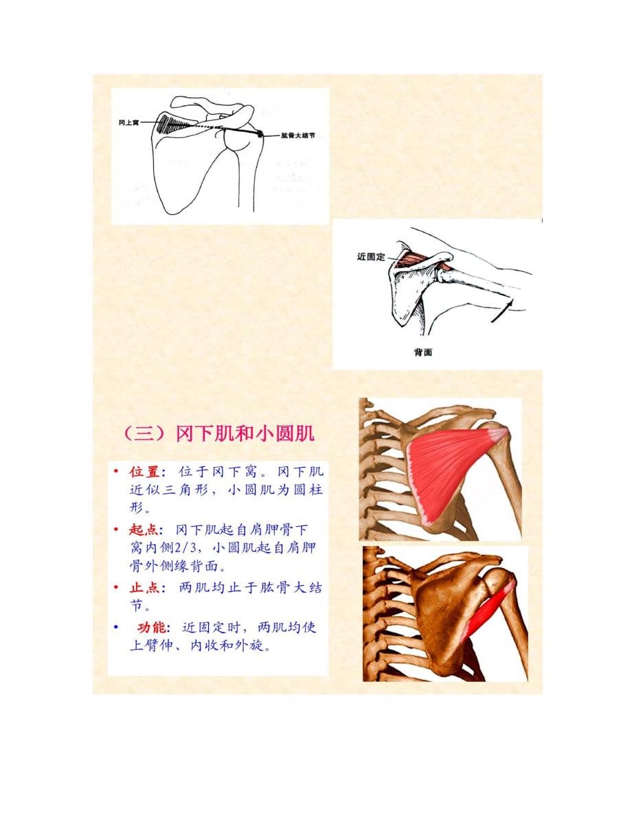 人体解剖骨骼肌上肢肌解读_第3页