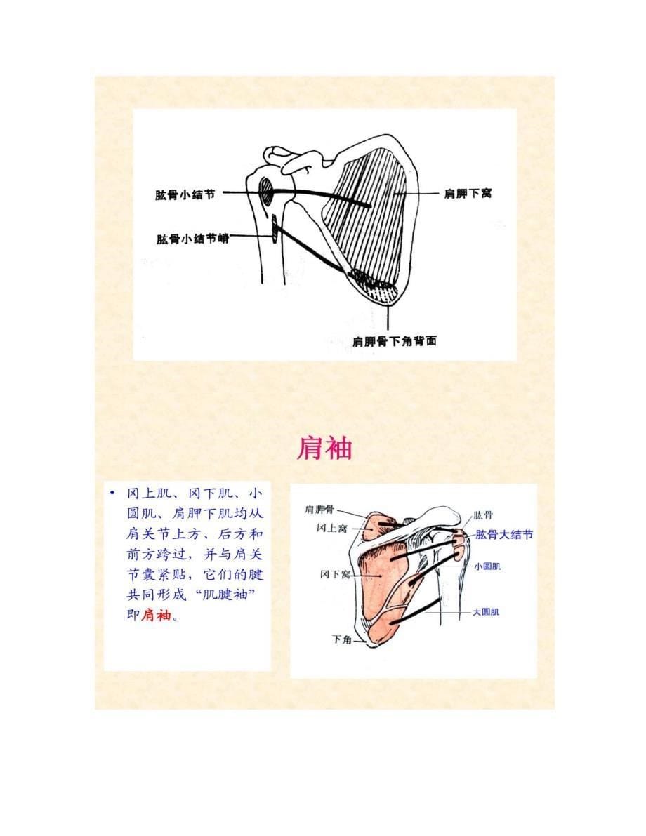 人体解剖骨骼肌上肢肌解读_第5页