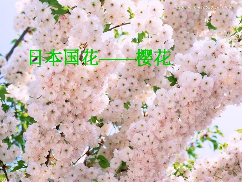 八年级上册音乐雪绒花PPT幻灯片_第3页