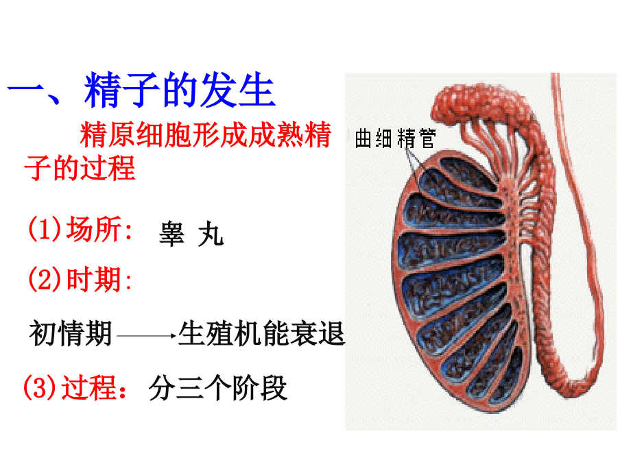 人教版教学ppt课件定稿体内受精和早期胚胎发育_第4页