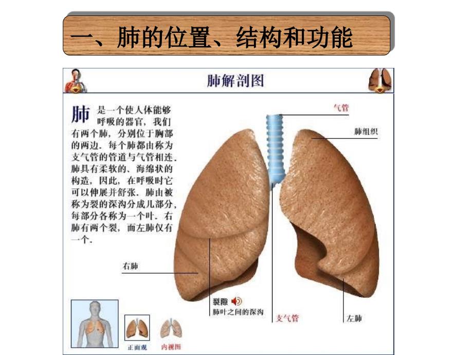 发生在肺内的气体交换ppt幻灯片_第2页