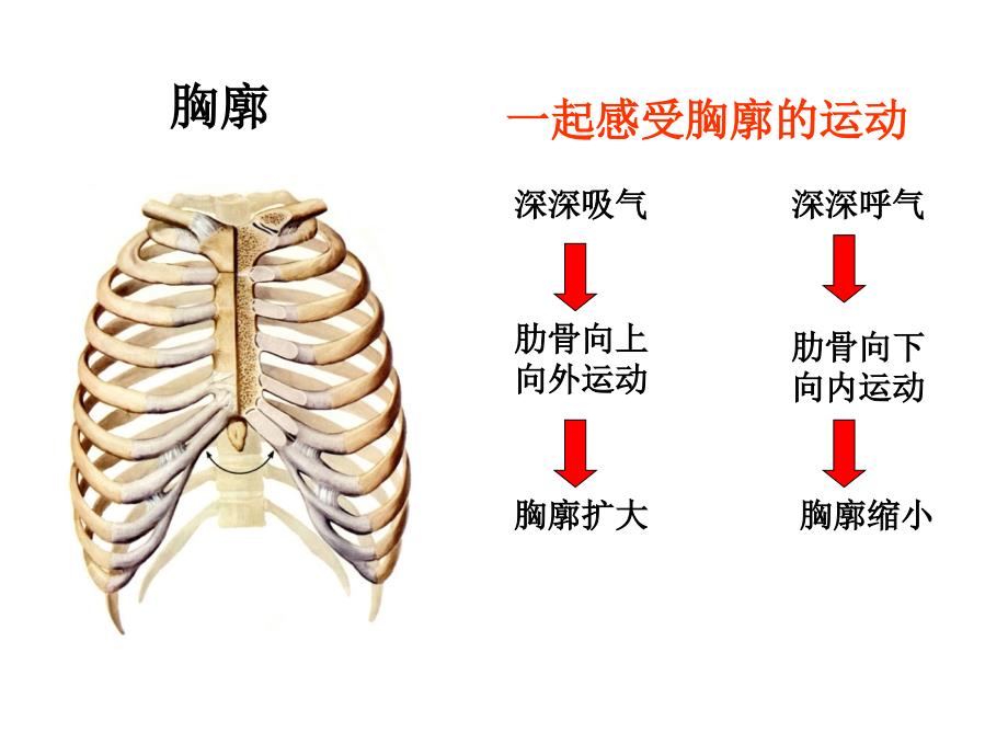 发生在肺内的气体交换ppt幻灯片_第3页