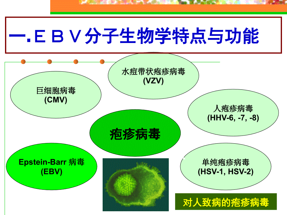 EBV感染及相关疾病解读_第4页