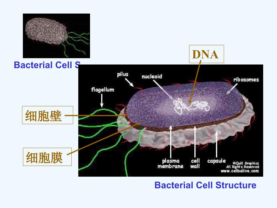 沪科版生命科学高一上第3章《生命的结构基础》PPT课件2.ppt_第2页